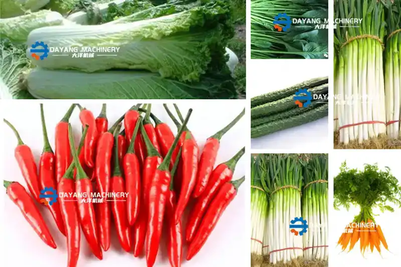 vegetableroot.webp