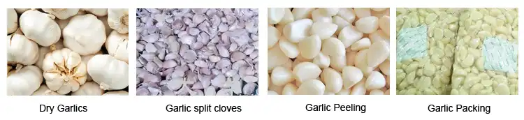 garlic peeling